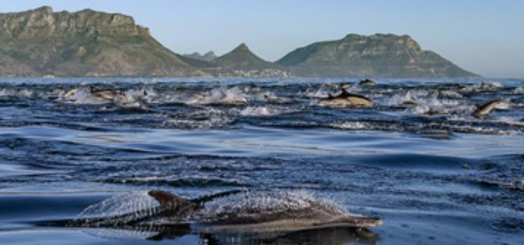 Winelands + Marine Wildlife Cruise